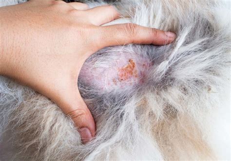 18 Excited What Causes Dog Skin Allergies Image 8k Ukbleumoonproductions