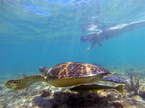 The Complete Guide To Swimming With Sea Turtles In Akumal Bay