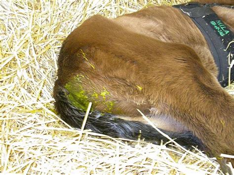 Diagnosing Diarrhea In Foals The Horse Petsbloglive