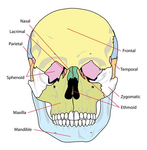 The image below provides an overview of the anterior features of the palatine processes of both maxillae articulate with each other in the midline and with the horizontal plate of the palatine bone posteriorly. File:Human skull front simplified (bones).svg - Wikimedia ...