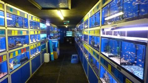 Amwell Aquatics Epping Fish Store Review Tropical Fish Site