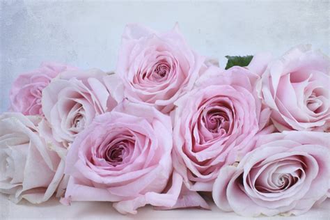 Perfect Pink Roses Ohara And Avalanche The Smell Of