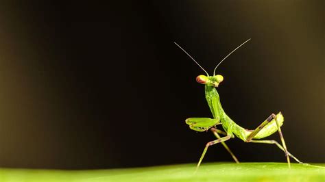 Facts About Praying Mantis One Of The Most Fascinating Insects In