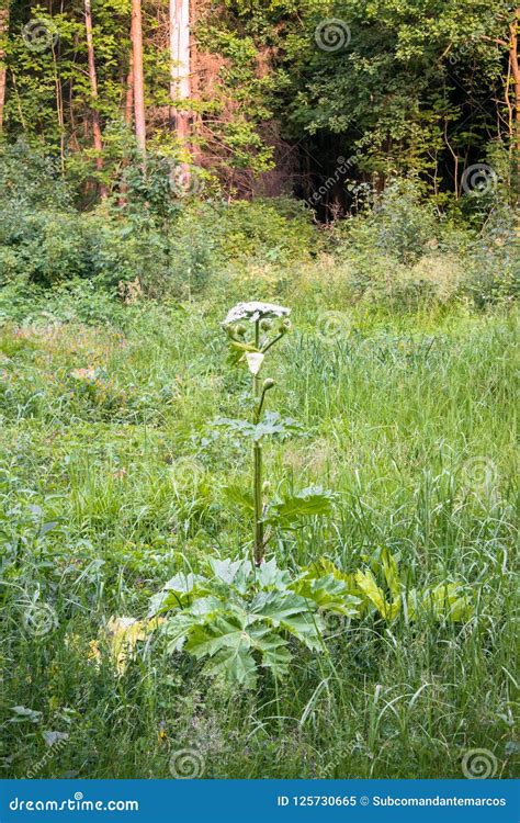 Blooming Inflorescence Of Giant Hogweed Poisonous Weed Outstanding By