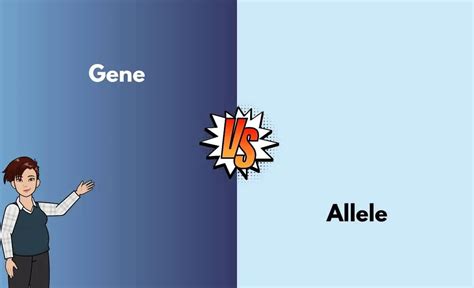 Gene Vs Allele Whats The Difference With Table