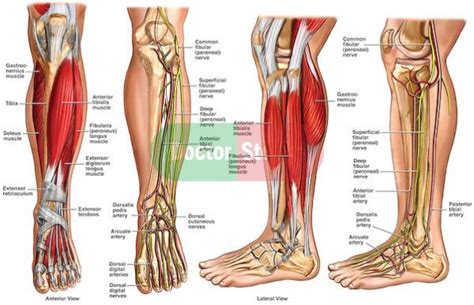 Normal Anatomy Of The Left Lower Leg Includes Labels For Muscles Bones
