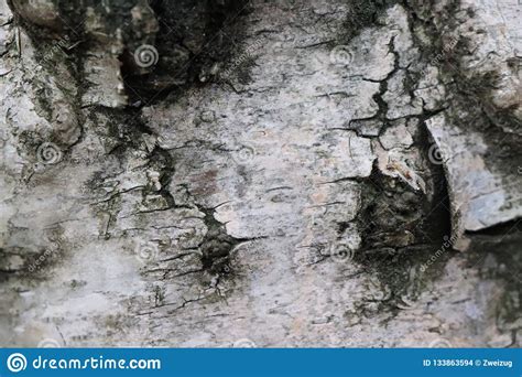 Birch Tree Bark Detail Forest Edition Stock Photo Image Of Early