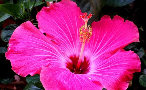 Hot Pink Hibiscus Flower Photograph By Susan Vincil