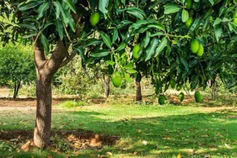 How And When To Prune Mango Trees In Australia Ultimate Backyard