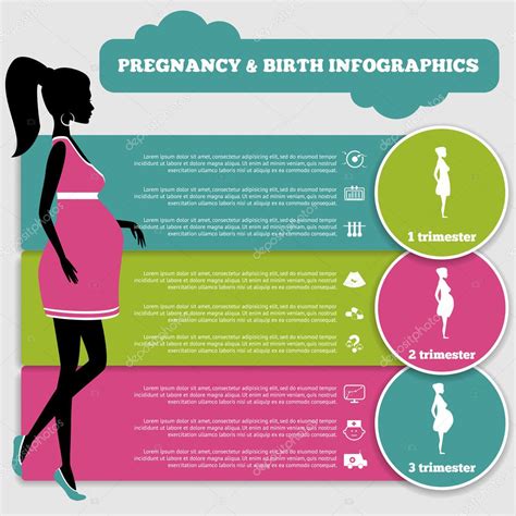 Pregnancy And Birth Infographics And Stages Stock Vector By