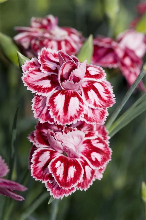 Carnation Dianthus Starburst Photograph By Science Photo Library