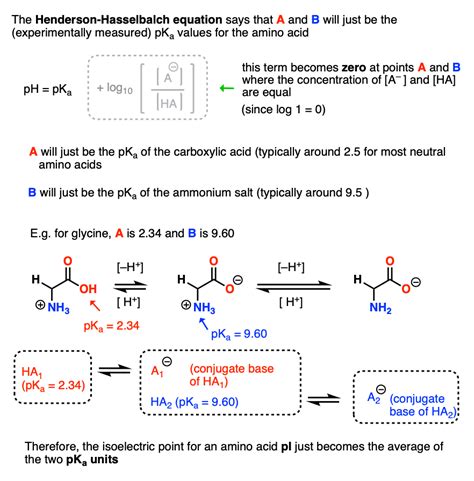 Isoelectric Points Of Amino Acids And How To Calculate Them Master