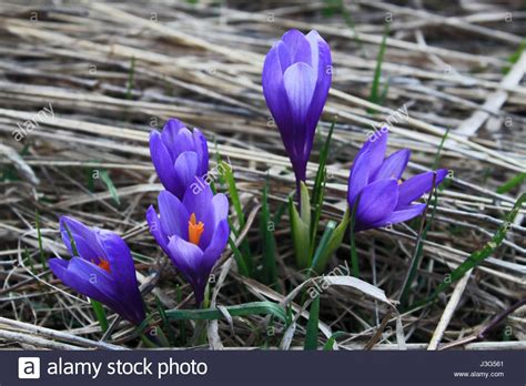 Download This Stock Image Meadow With Blooming Crocuses In Spring In