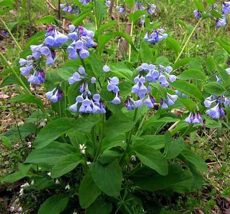 Perennial flowers native to virginia. Virginia bluebells, native, side of the house with ...