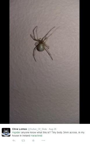 11 Truly Horrifying Spiders Found In Irish Homes This Year