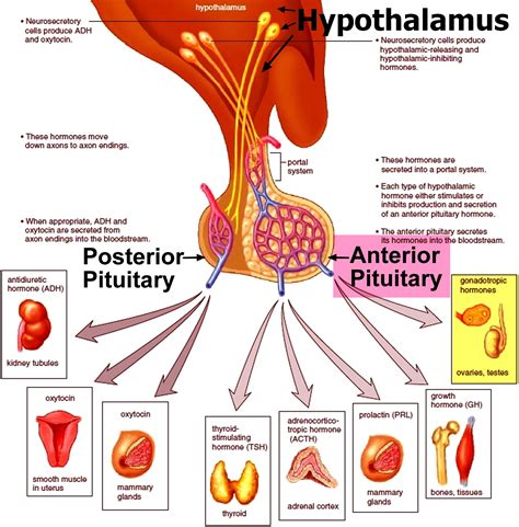 Ovaries Function Location Hormones Produced What Control It