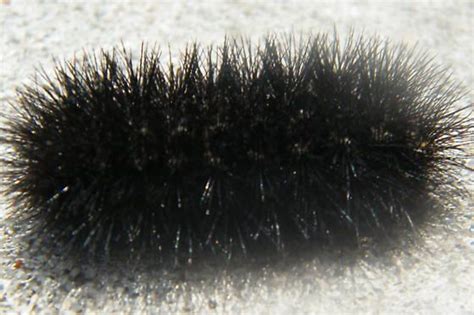 A Black Fuzzy Animal Laying On The Ground