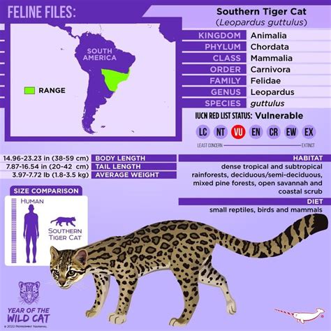 Pin on Animais | Small wild cats, Cat species, Wild cats