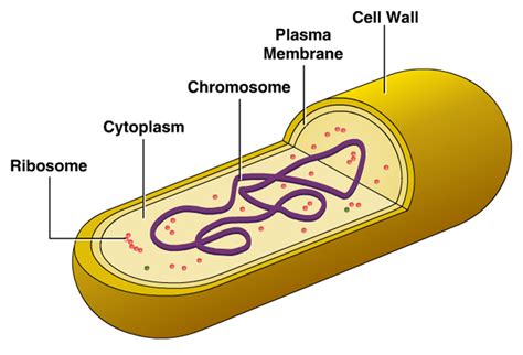 Cellular Structure Of Bacteria ~ Zero Infections