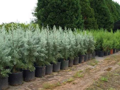 Blue Ice Cypress Quicktrees Ice Blue Fast Growing Evergreens Cypress