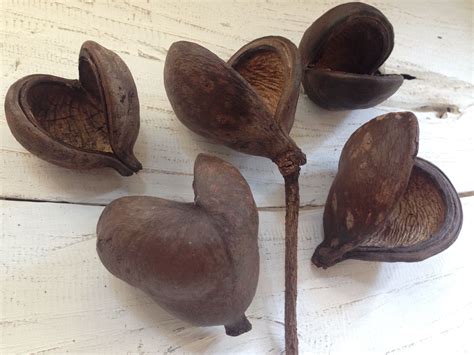Badam Seed Pods In 2020 Seed Pods Seeds Pods