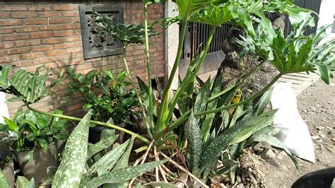 Namun, tanaman hias seperti apa yang dapat menghiasi ruangan besar sehingga dapat menjadi sebuah titik fokus utama di dalam rumah? Pohon Hias Philodendron berdaun lebar - YouTube