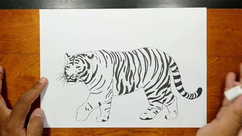 How To Draw Realistic Siberian Tiger Step By Step Youtube