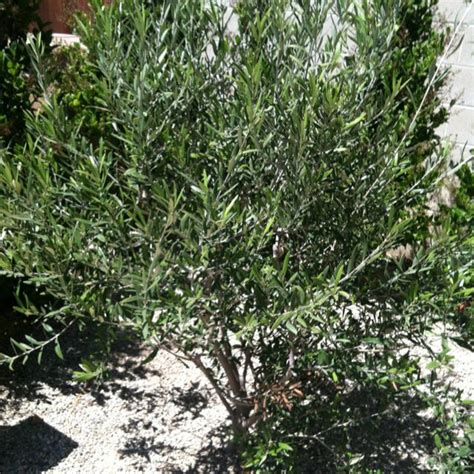 Your olive tree not fruiting and doesn't produce olives? Non fruiting olive tree- center in garden area. | City ...