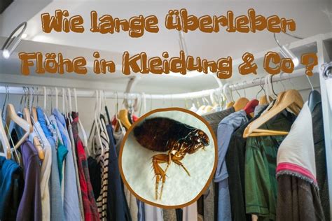 Wie lange überleben flöhe beim menschen? Wie lange überleben Flöhe in Kleidung & Co