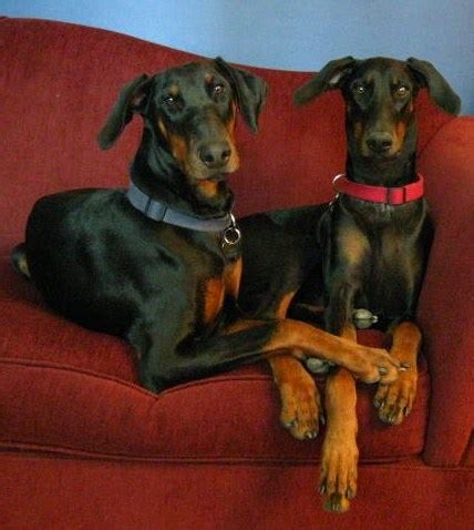 The hair follicle is first developed in the womb at about the 3 month mark. Black Hair Follicle Dysplasia - Doberman Forum : Doberman ...