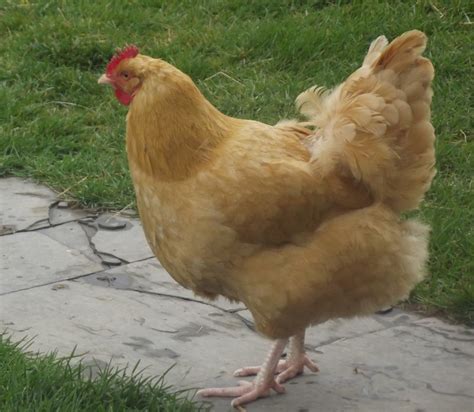 6 week old buff orpington rooster. Buff Orpington-Rooster or Hen?? | BackYard Chickens