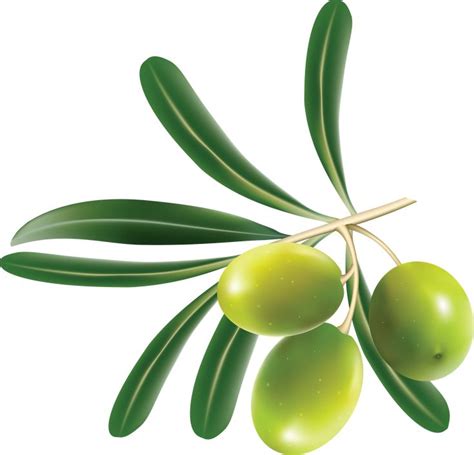 Olives Clipart Transparent Image Olive Green Olives Fruit