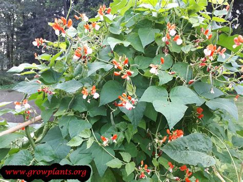 Runner beans, along with other members of the phaseolus clan such as common and lima beans, are these ornamental vegetables are useful for shading a window from the blazing sun if you grow. Runner bean - How to grow & care