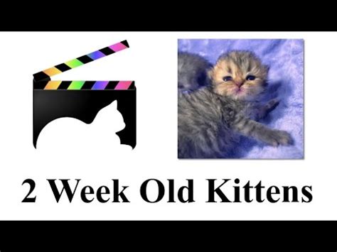 Feed kittens on their stomachs—not their backs like human babies—and tilt the bottle. Cute 2 Week Old Golden Persian Kittens - YouTube