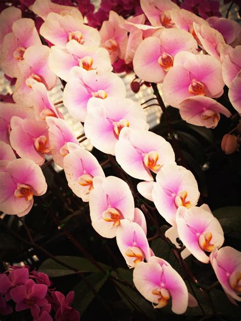 White And Purple Moth Orchid Free Image Peakpx