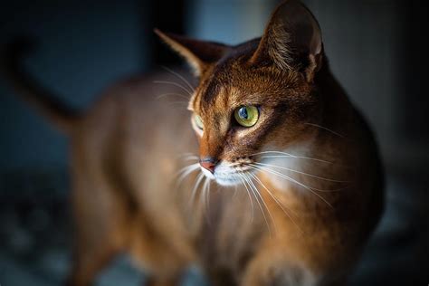 Two Year Old Ruddy Male Abyssinian Cat Photograph By Josef Timar Fine