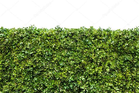 Green Hedges With Grass Stock Photo By ©image House 67064039