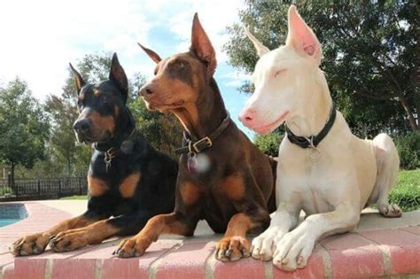 Brown Doberman Pinscher Dog Breed Information Pet Care Stores