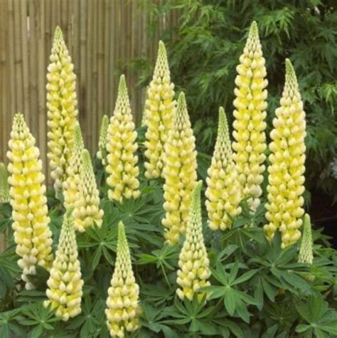 Organic Flower Seeds Lupine Yellow Flamefrom Etsy