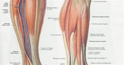 calf muscles - Pesquisa Google | Anatomy references | Pinterest