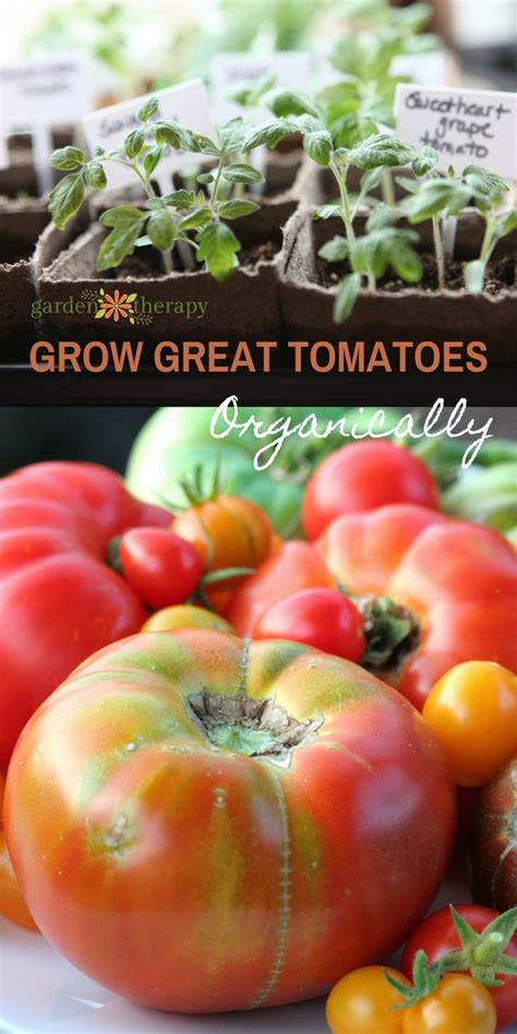 Grow The Best Tomatoes In Town With Advice From A Pro