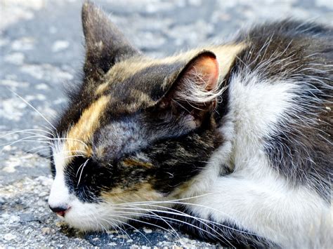 Calico Cat Sleeping Free Stock Photo Public Domain Pictures