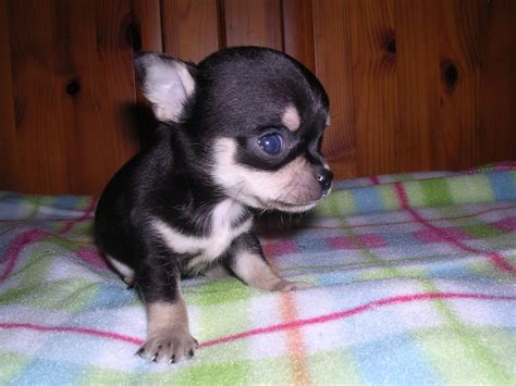 Black And Tan Chihuahua Puppies Picture Dog Breeders Guide