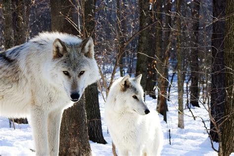 Of course, it can be quite hard to tell how old a wolf is in the wild, and to keep track of individual wolves across the years, which is why the life. How Do Arctic Animals Survive in the Cold? | Wonderopolis