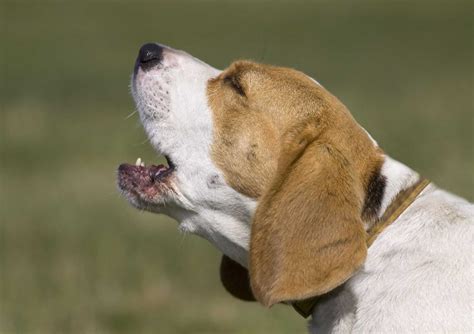 Stop Dog Barking With These Five Tips