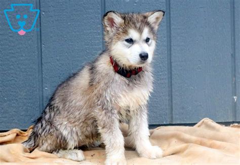 Cotton Alaskan Malamute Puppy For Sale Keystone Puppies