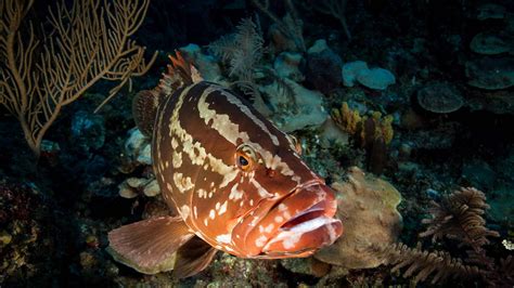 Collaboration Aids Nassau Grouper Recovery In Cayman Islands Lenfest