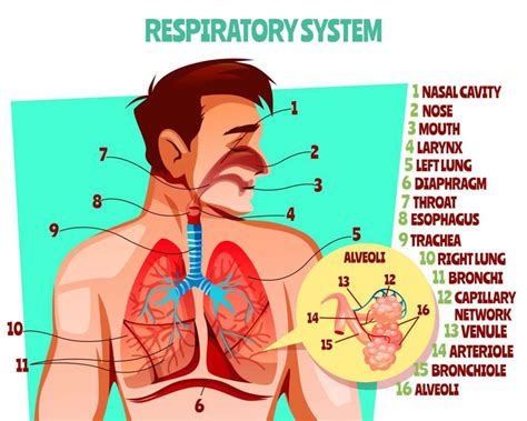 Introduction To Respiratory System Nursing Lecture