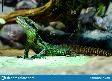 The Australian Water Dragon Intellagama Lesueurii Stock Image Image
