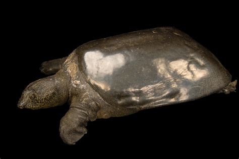 Yangtze Giant Softshell Turtle Rare Creatures Of The Photo Ark